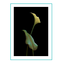 Plant illusie